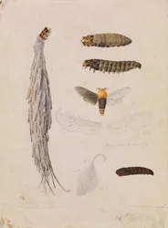 Saunders Kastenmotte, Metura elongatus